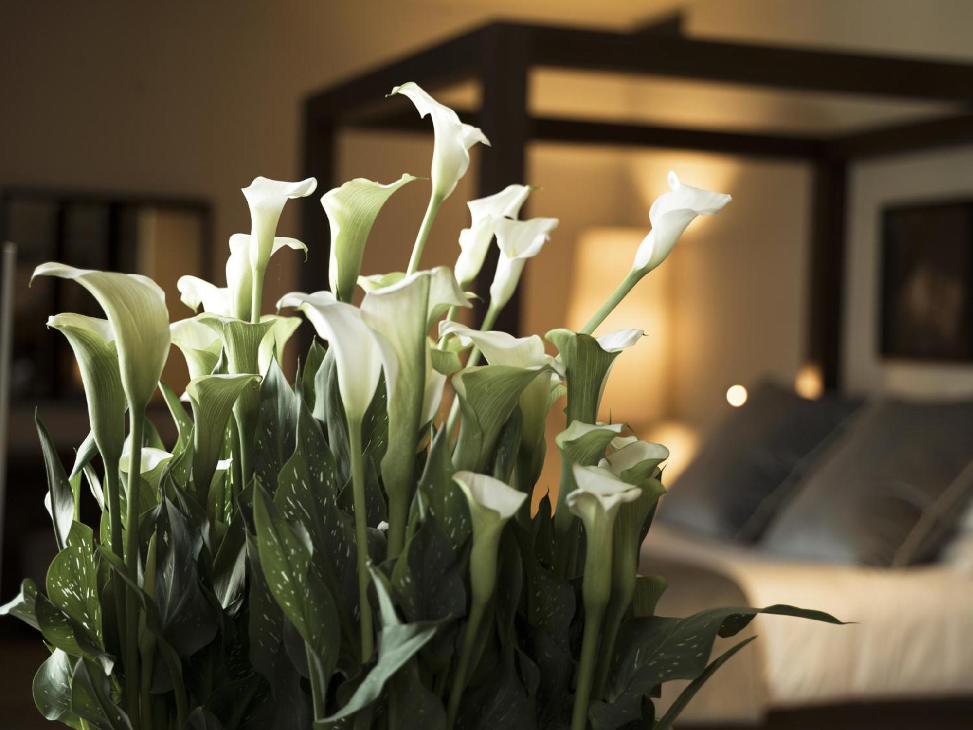 לצנו Filario Hotel & Residences חדר תמונה